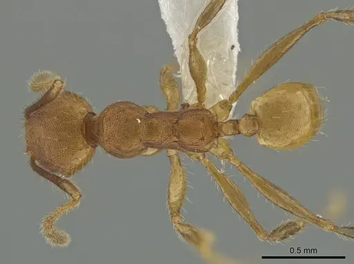 Pheidole acamata specimen CASENT0619552 image casent0619552_1