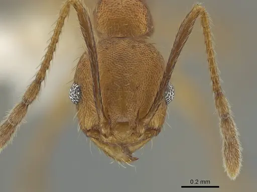 Pheidole acamata specimen CASENT0619552 image casent0619552_2