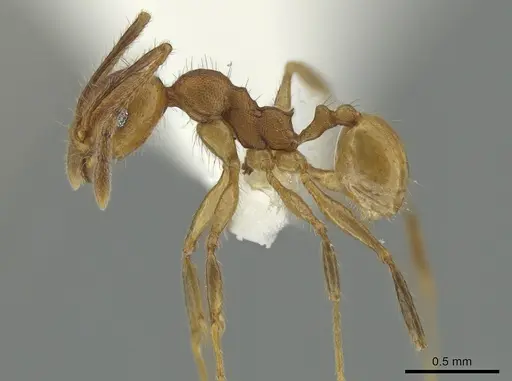 Pheidole acamata specimen CASENT0619552 image casent0619552_3