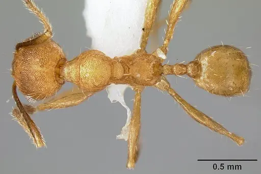 Pheidole acamata specimen JTLC000016314 image jtlc000016314_1