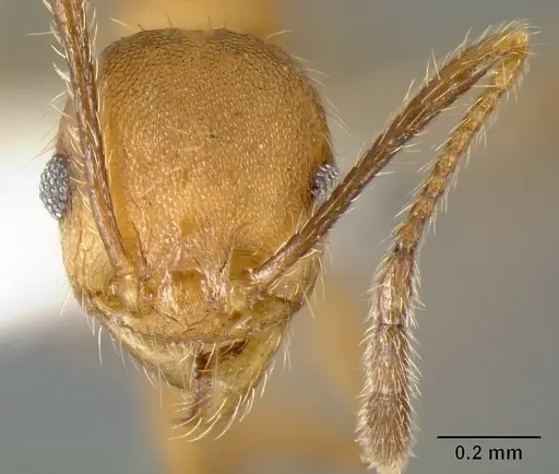 Pheidole acamata specimen JTLC000016314 image jtlc000016314_2