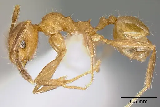 Pheidole acamata specimen JTLC000016314 image jtlc000016314_3
