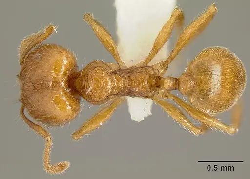 Pheidole acamata specimen JTLC000016315 image jtlc000016315_1