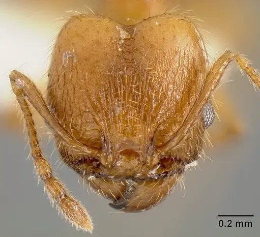 Pheidole acamata specimen JTLC000016315 image jtlc000016315_2