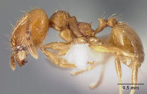 Pheidole acamata specimen JTLC000016315 image jtlc000016315_4