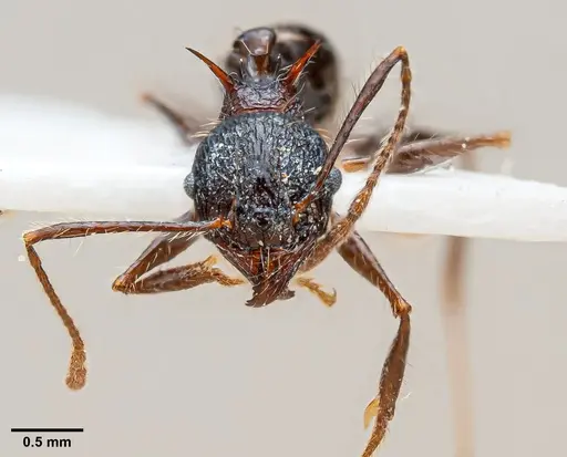Pheidole acantha specimen ANTWEB1060690 image antweb1060690_1