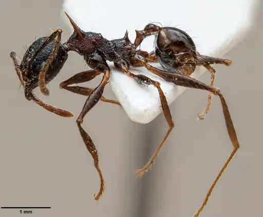 Pheidole acantha specimen ANTWEB1060690 image antweb1060690_2