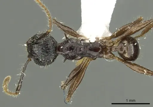 Pheidole acantha specimen CASENT0901618 image casent0901618_1