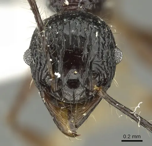 Pheidole acantha specimen CASENT0901618 image casent0901618_2