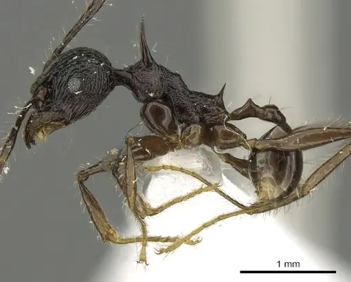 Pheidole acantha specimen CASENT0901618 image casent0901618_3