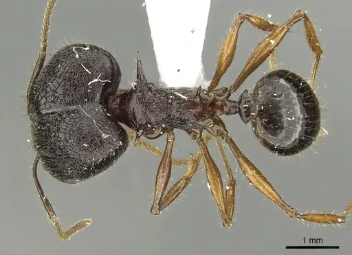 Pheidole acantha specimen CASENT0901619 image casent0901619_1