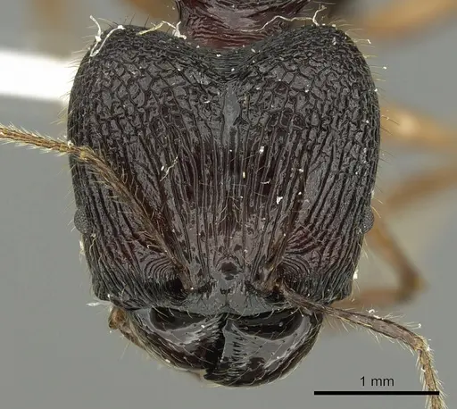 Pheidole acantha specimen CASENT0901619 image casent0901619_2