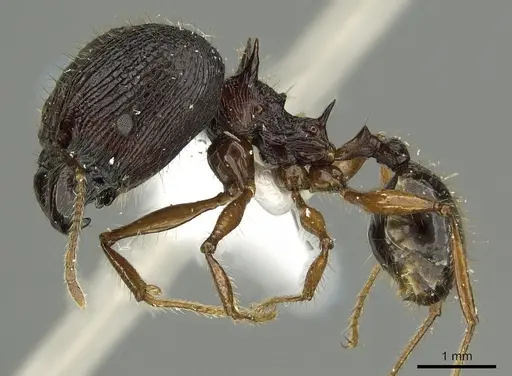 Pheidole acantha specimen CASENT0901619 image casent0901619_3