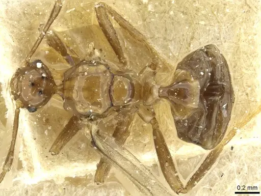 Pheidole acutidens specimen CASENT0913258 image casent0913258_1