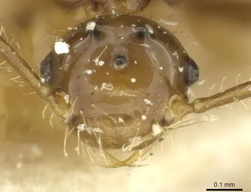 Pheidole acutidens specimen CASENT0913258 image casent0913258_2