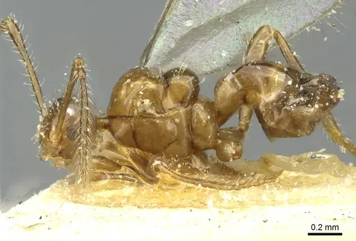 Pheidole acutidens specimen CASENT0913258 image casent0913258_3