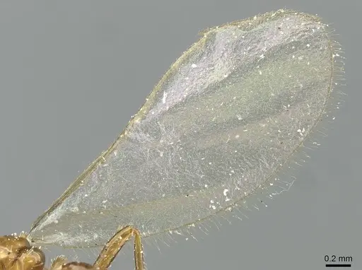 Pheidole acutidens specimen CASENT0913258 image casent0913258_4