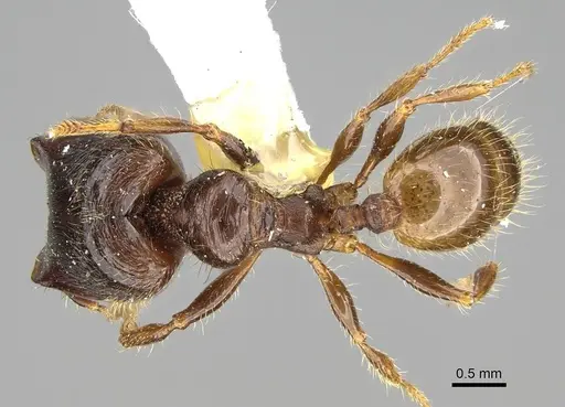 Pheidole acutilobata specimen CASENT0919834 image casent0919834_1