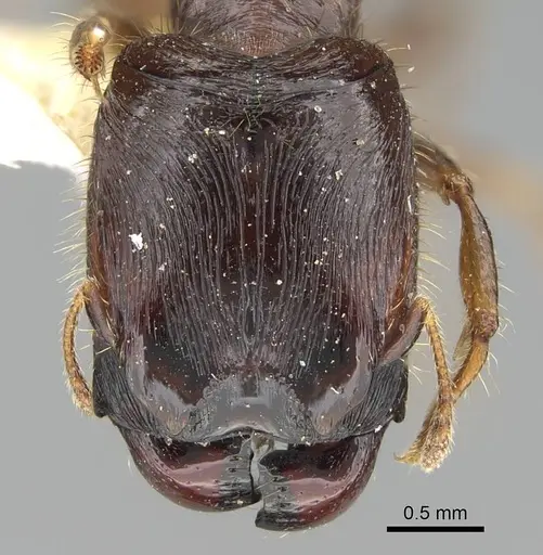 Pheidole acutilobata specimen CASENT0919834 image casent0919834_2