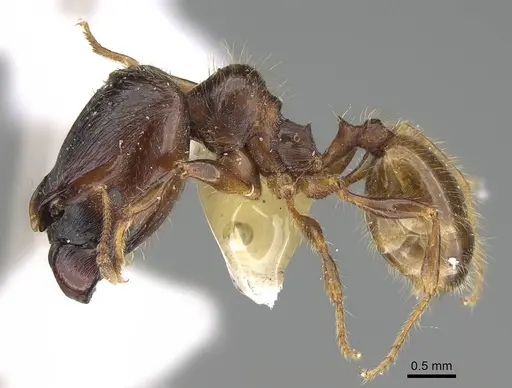 Pheidole acutilobata specimen CASENT0919834 image casent0919834_3