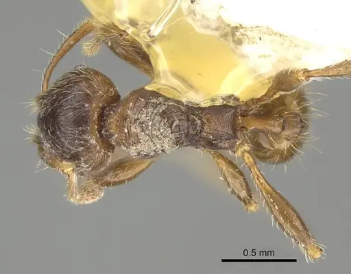Pheidole acutilobata specimen CASENT0919835 image casent0919835_1