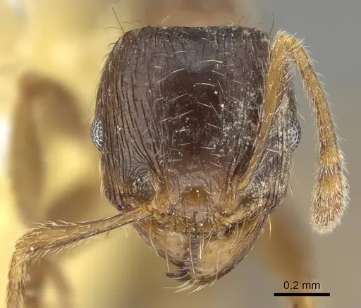 Pheidole acutilobata specimen CASENT0919835 image casent0919835_2