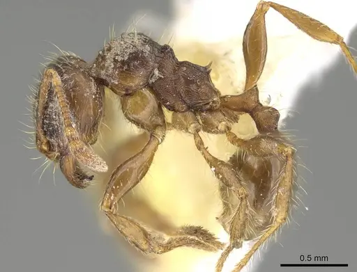 Pheidole acutilobata specimen CASENT0919835 image casent0919835_3