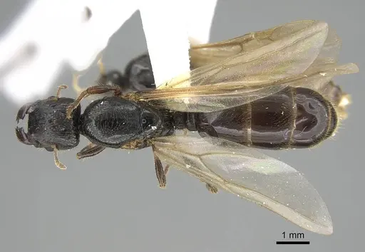 Pheidole acutilobata specimen CASENT0919836 image casent0919836_1