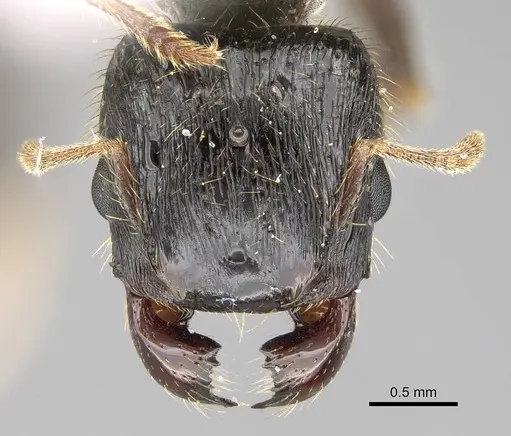 Pheidole acutilobata specimen CASENT0919836 image casent0919836_2