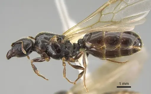 Pheidole acutilobata specimen CASENT0919836 image casent0919836_3