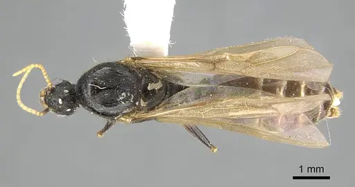 Pheidole acutilobata specimen CASENT0919837 image casent0919837_1