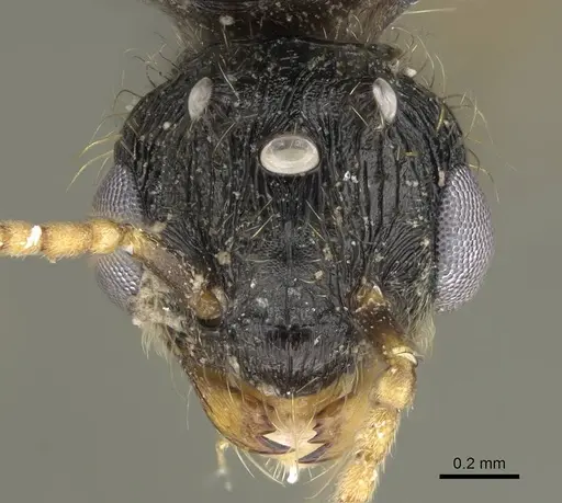 Pheidole acutilobata specimen CASENT0919837 image casent0919837_2