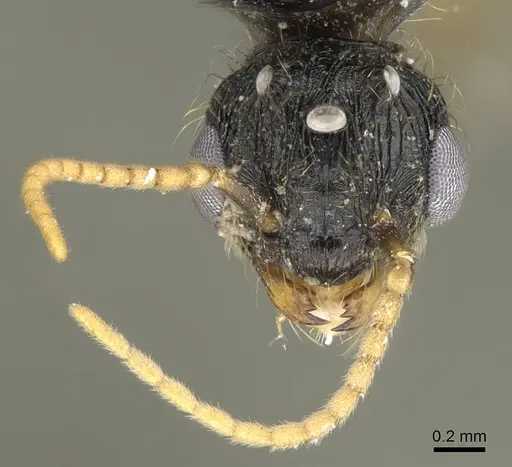 Pheidole acutilobata specimen CASENT0919837 image casent0919837_3