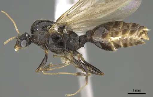 Pheidole acutilobata specimen CASENT0919837 image casent0919837_4