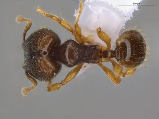 Pheidole ademonia specimen ECOFOG-GAL18-0276-26-S image ecofog-gal18-0276-26-s_1