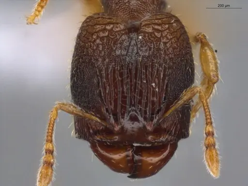 Pheidole ademonia specimen ECOFOG-GAL18-0276-26-S image ecofog-gal18-0276-26-s_2