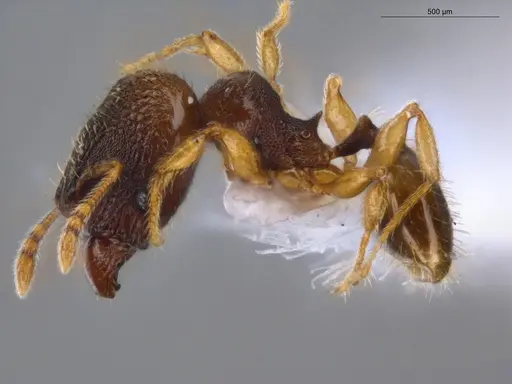 Pheidole ademonia specimen ECOFOG-GAL18-0276-26-S image ecofog-gal18-0276-26-s_3