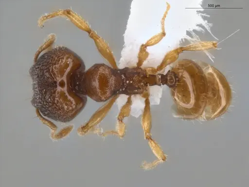 Pheidole ademonia specimen ECOFOG-PA14-0167-11-S image ecofog-pa14-0167-11-s_1