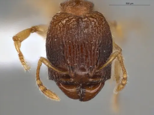 Pheidole ademonia specimen ECOFOG-PA14-0167-11-S image ecofog-pa14-0167-11-s_2
