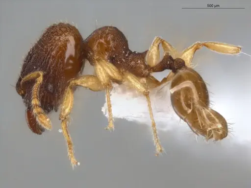Pheidole ademonia specimen ECOFOG-PA14-0167-11-S image ecofog-pa14-0167-11-s_3