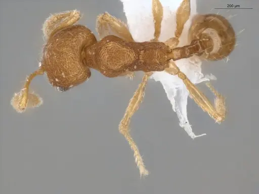 Pheidole ademonia specimen ECOFOG-PA14-0167-11 image ecofog-pa14-0167-11_1