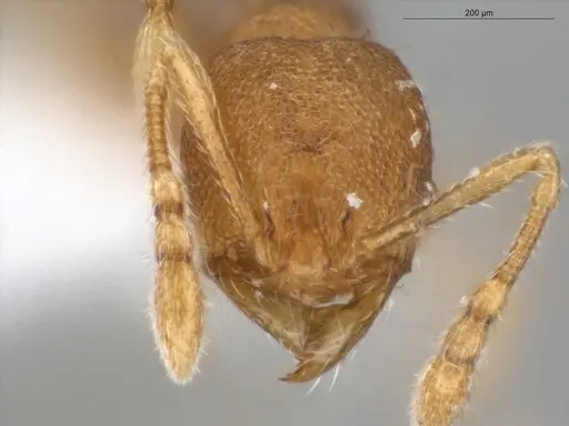 Pheidole ademonia specimen ECOFOG-PA14-0167-11 image ecofog-pa14-0167-11_2