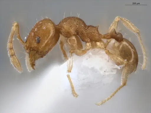 Pheidole ademonia specimen ECOFOG-PA14-0167-11 image ecofog-pa14-0167-11_3