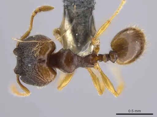Pheidole ademonia specimen USNMENT00691294 image usnment00691294_1