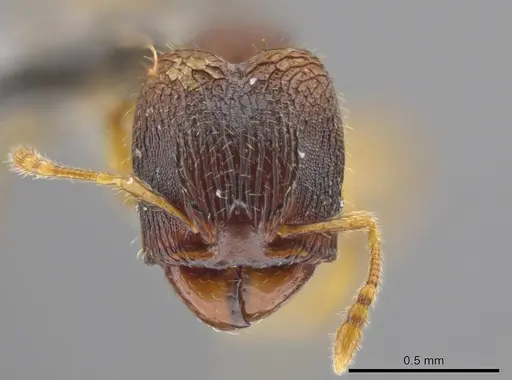 Pheidole ademonia specimen USNMENT00691294 image usnment00691294_2