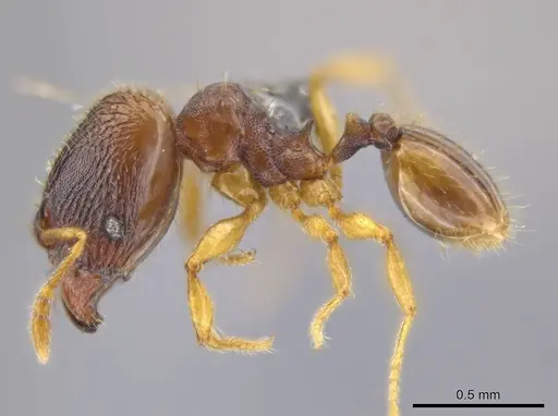 Pheidole ademonia specimen USNMENT00691294 image usnment00691294_3