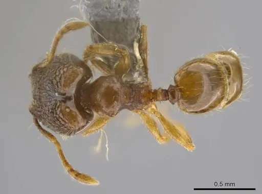 Pheidole ademonia specimen USNMENT00750502 image usnment00750502_1
