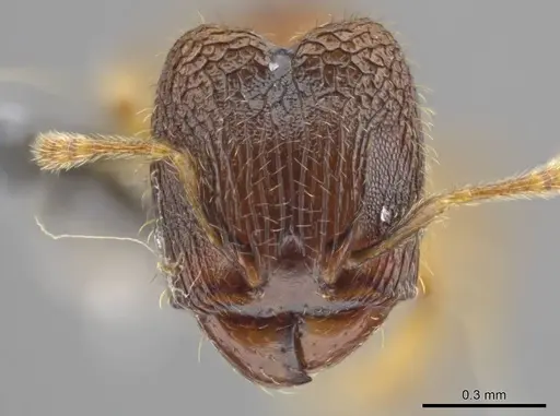 Pheidole ademonia specimen USNMENT00750502 image usnment00750502_2