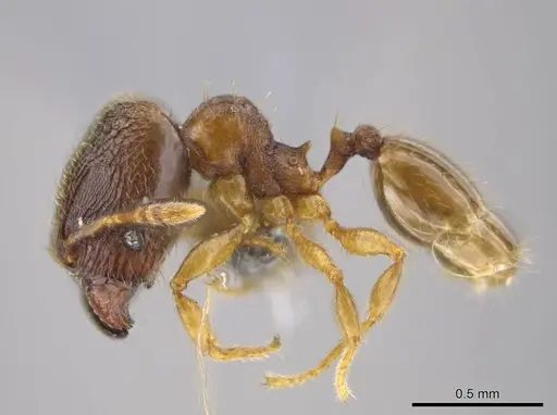 Pheidole ademonia specimen USNMENT00750502 image usnment00750502_3