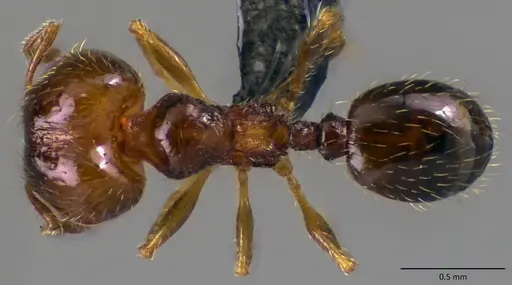 Pheidole adrianoi specimen ANTWEB1060169 image antweb1060169_1